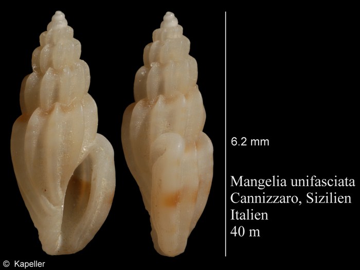 Mangelia unifasciata