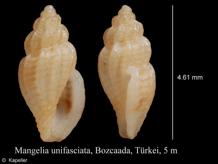 Mangelia unifasciata