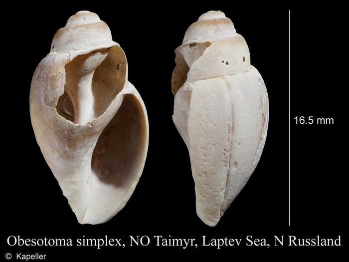 Obesotoma simplex Obesotoma simplex