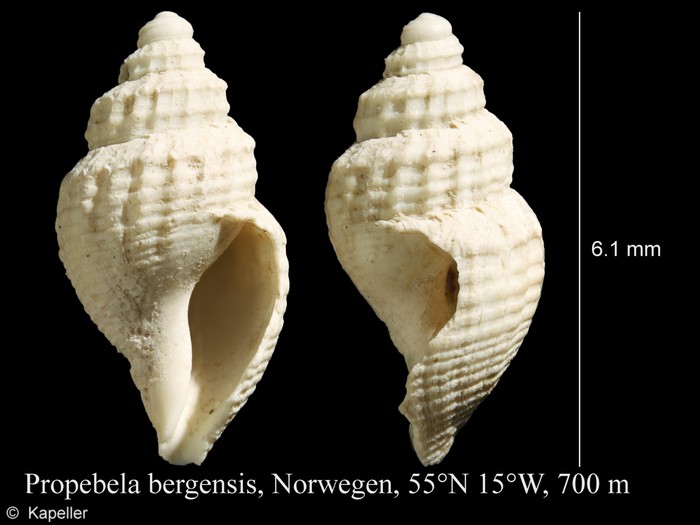 Propebela bergensis Propebela bergensis