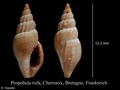 Mollusca (molluscs)