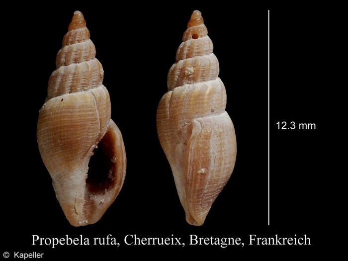 Propebela rufa