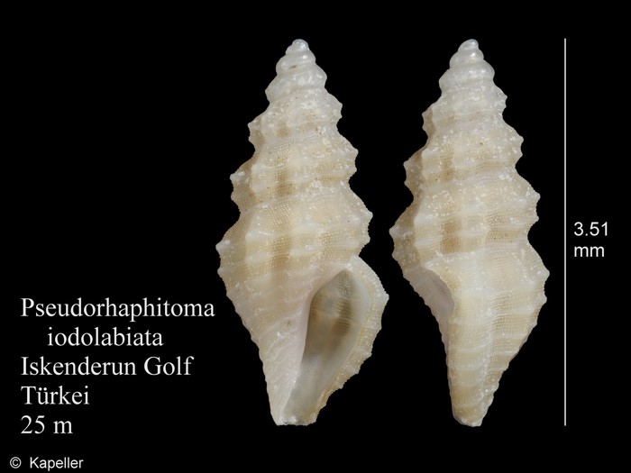 Pseudorhaphitoma iodolabiata Pseudorhaphitoma iodolabiata