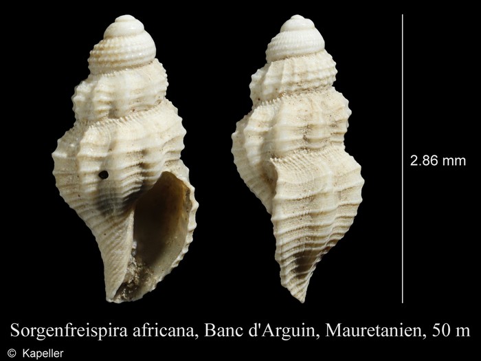 Sorgenfreispira africana Sorgenfreispira africana