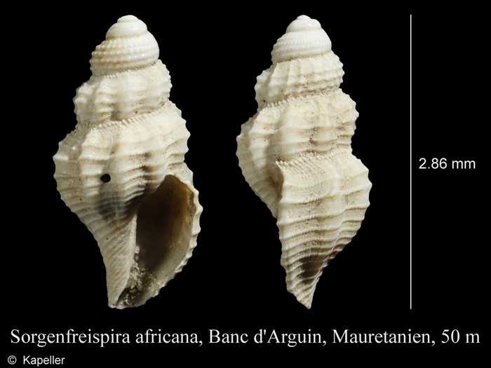 Sorgenfreispira africana