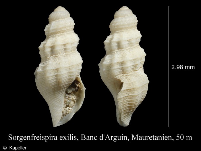 Sorgenfreispira exilis Sorgenfreispira exilis