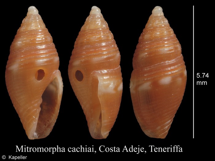 Mitromorpha cachiai Mitromorpha cachiai