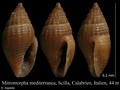 Mollusca (molluscs)