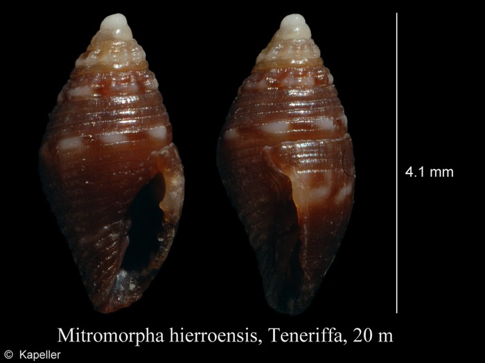 Mitromorpha hierroensis