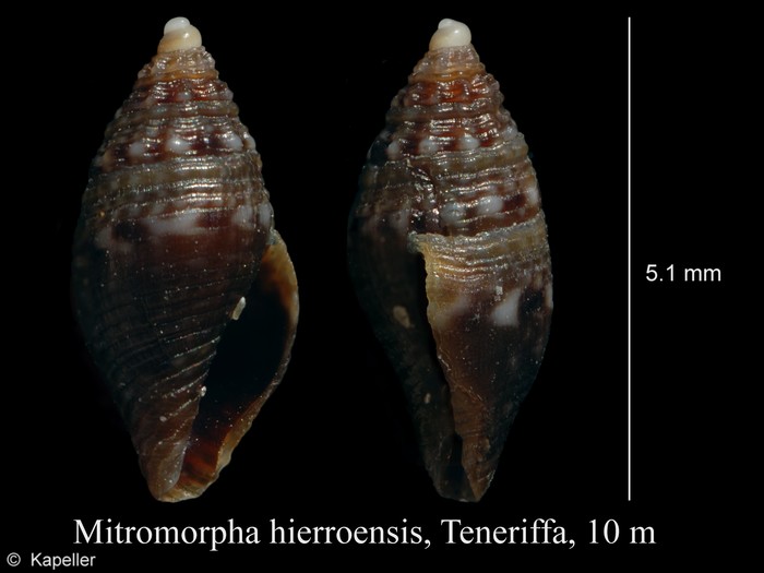 Mitromorpha hierroensis