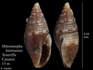 Mitromorpha hierroensis
