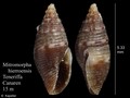 Mollusca (molluscs)