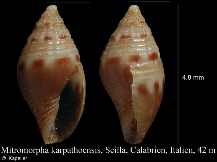 Mitromorpha karpathensis