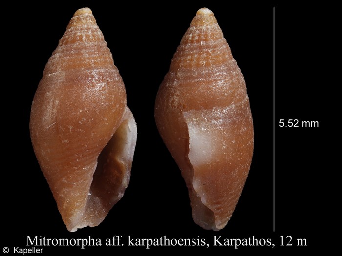 Mitromorpha karpathensis