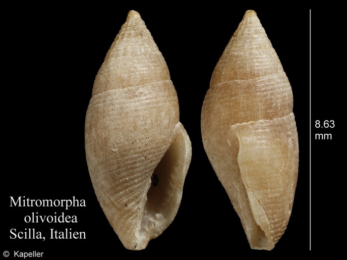 Mitromorpha olivoidea