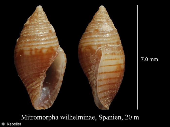 Mitromorpha wilhelminae Mitromorpha wilhelminae