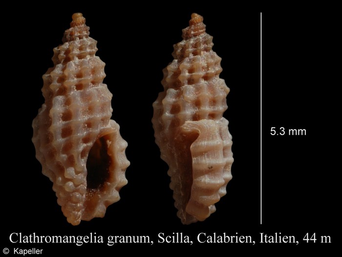 Clathromangelia granum