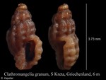 Clathromangelia granum