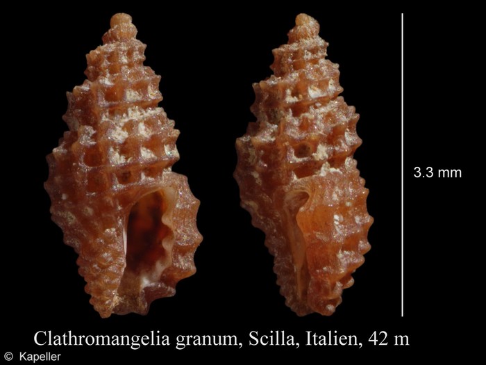 Clathromangelia granum