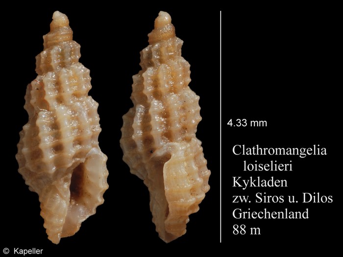 Clathromangelia loiselieri