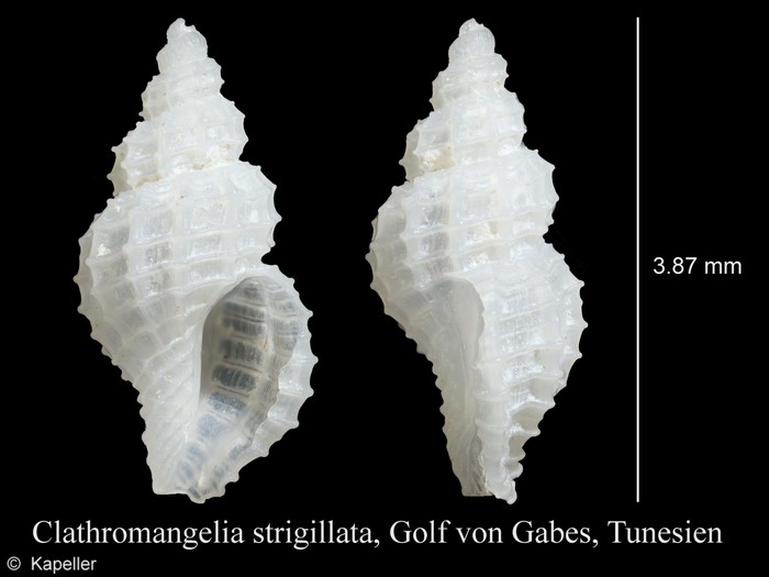 Clathromangelia strigilata