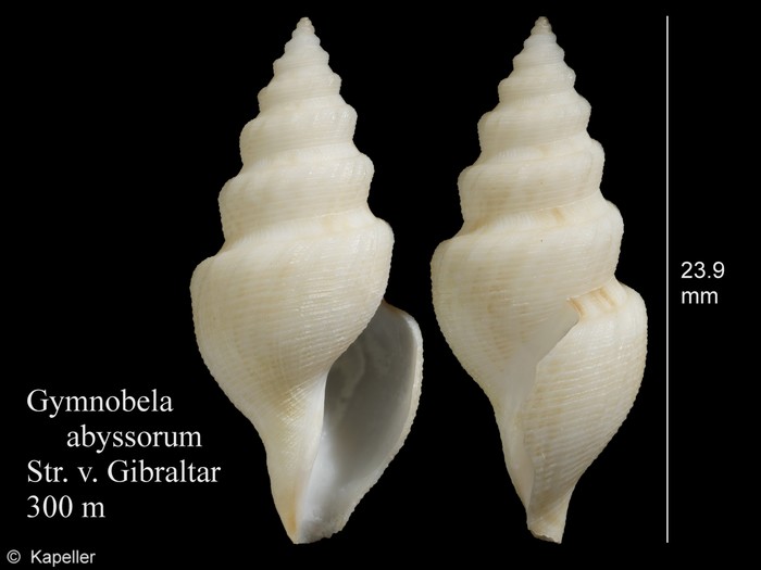 Gymnobela abyssorum Gymnobela abyssorum