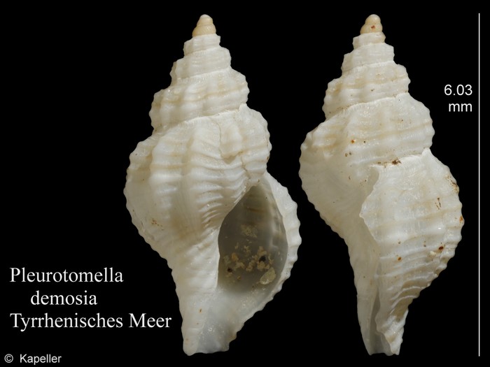 Pleurotomella demosia