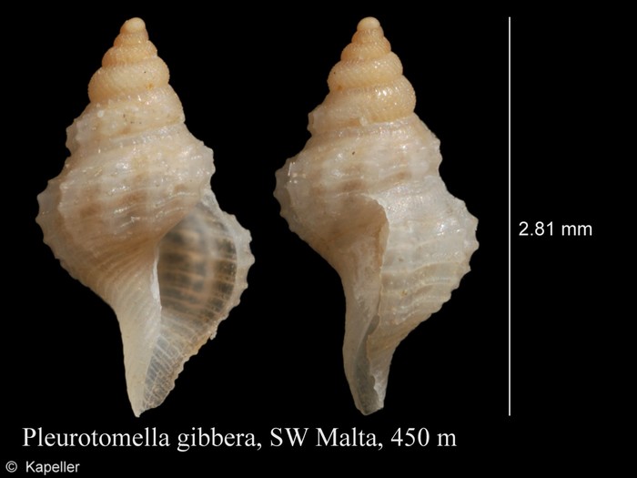 Pleurotomella gibbera