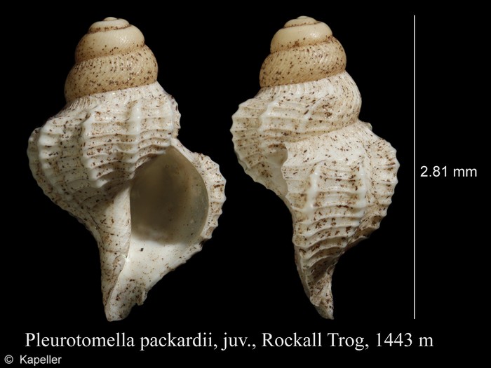 Pleurotomella packardii Pleurotomella packardii