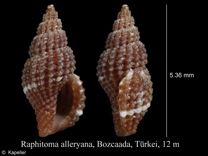 Raphitoma alleryana Raphitoma alleryana