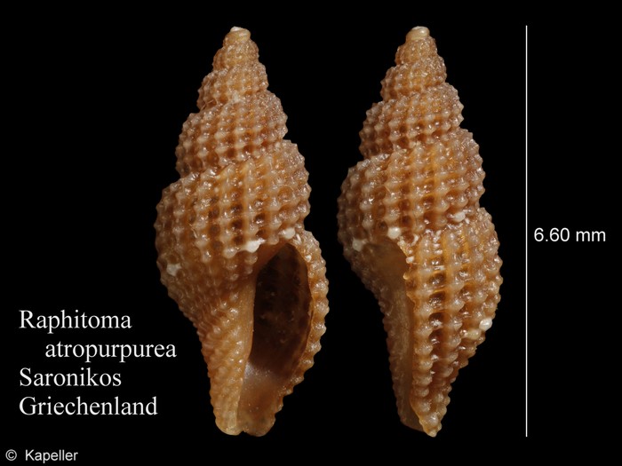 Raphitoma atropurpurea