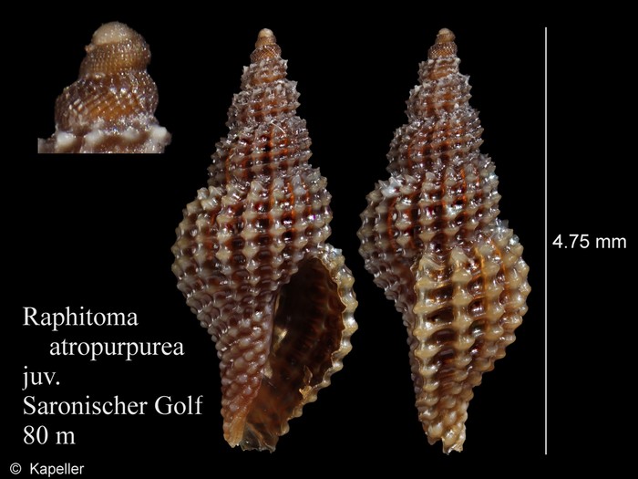 Raphitoma atropurpurea Raphitoma atropurpurea