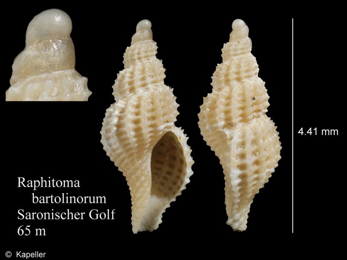 Raphitoma bartolinorum