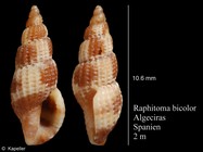 Raphitoma bicolor