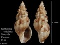 Mollusca (molluscs)