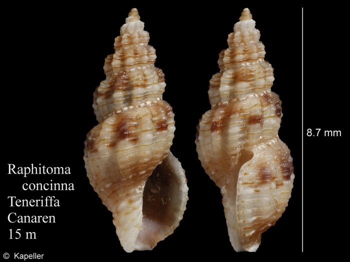 Raphitoma concinna