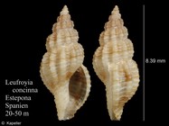 Leufroyia concinna