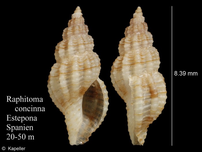 Raphitoma concinna Raphitoma concinna