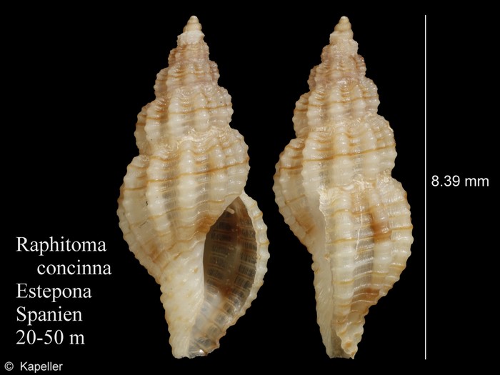 Raphitoma concinna