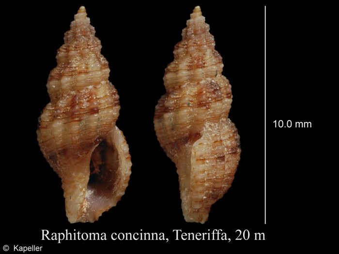 Raphitoma concinna