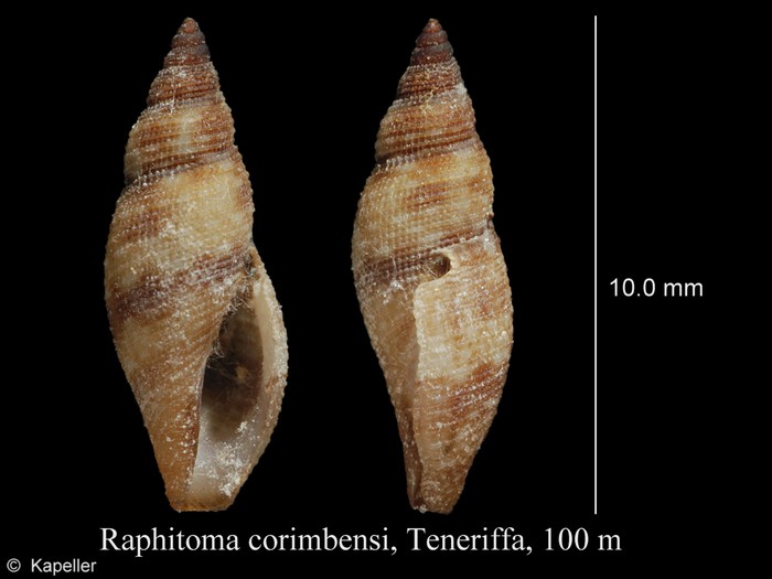 Raphitoma corimbensis