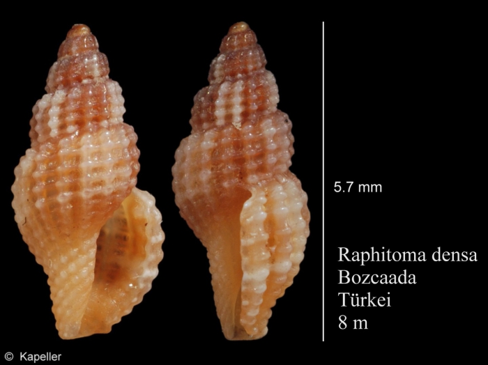 Raphitoma densa