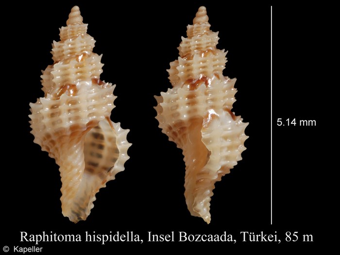 Raphitoma hispidella