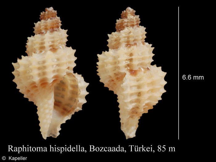 Raphitoma hispidella