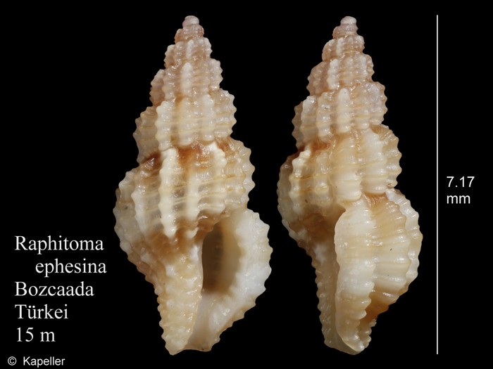 Raphitoma ephesina Raphitoma ephesina