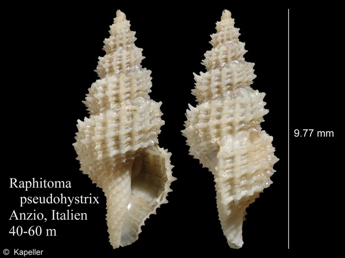 Raphitoma pseudohystrix