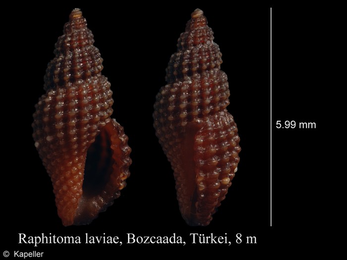 Raphitoma laviae