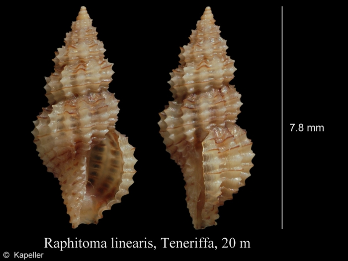 Raphitoma linearis