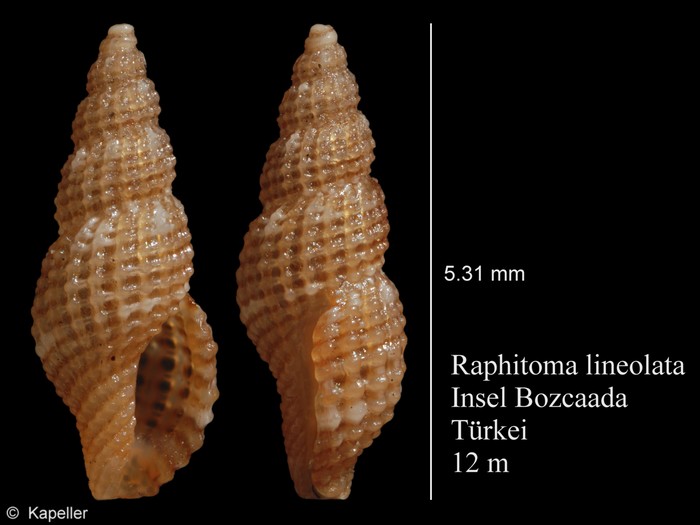 Raphitoma lineolata