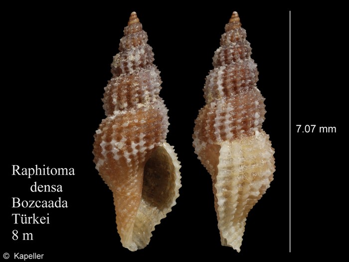 Raphitoma densa